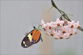 <p>Heliconius hecale (motýlí dům Jonsdorf, Německo</p>